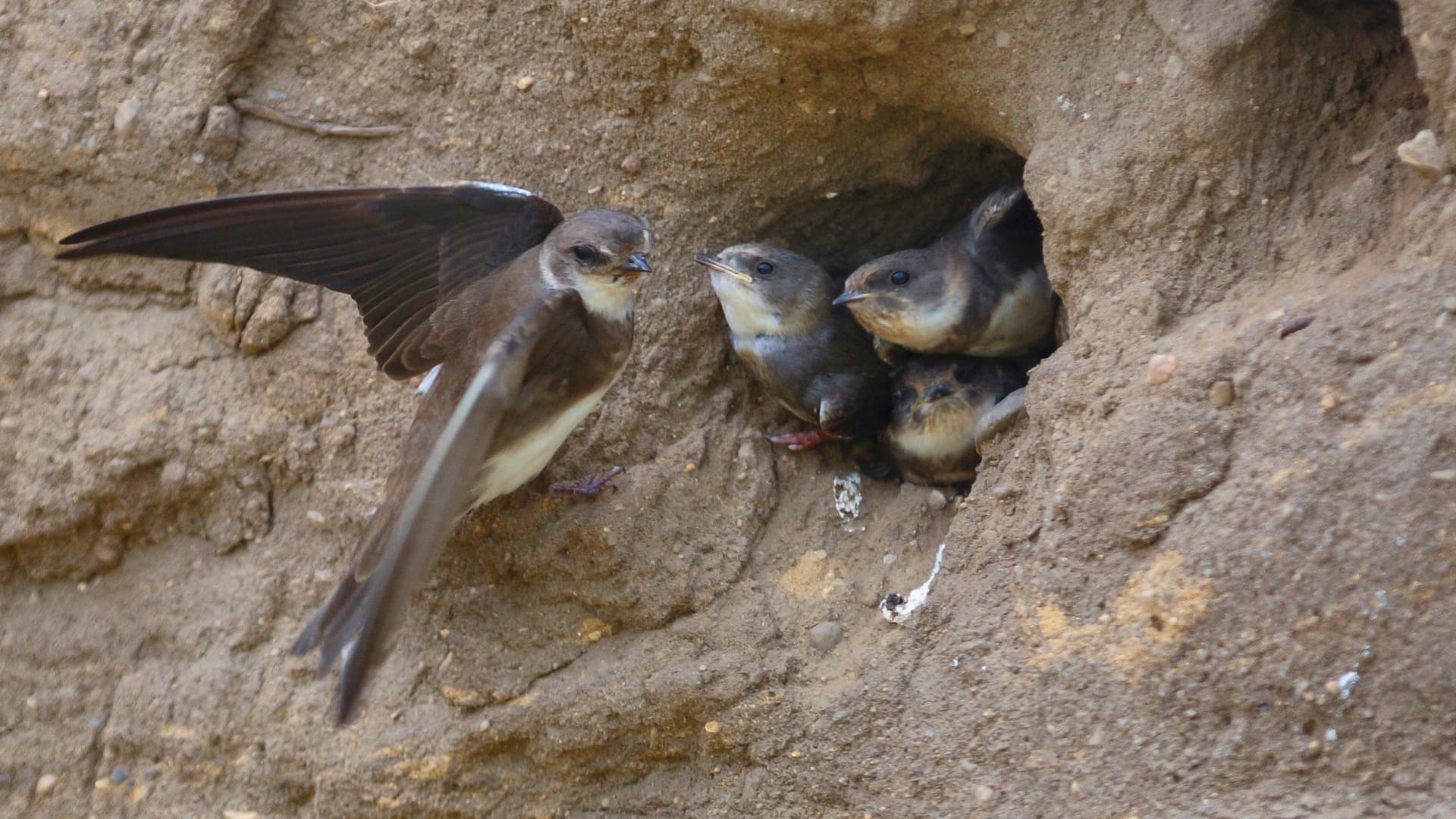 Uferschwalbe mit Jungvögeln (Archivbild): Wenn Jungvögel aus dem Nest fallen, brauchen sie meist keine Hilfe vom Menschen. Uferschwalbe mit Jungvögeln (Archivbild): Wenn Jungvögel aus dem Nest fallen, brauchen sie meist keine Hilfe vom Menschen.