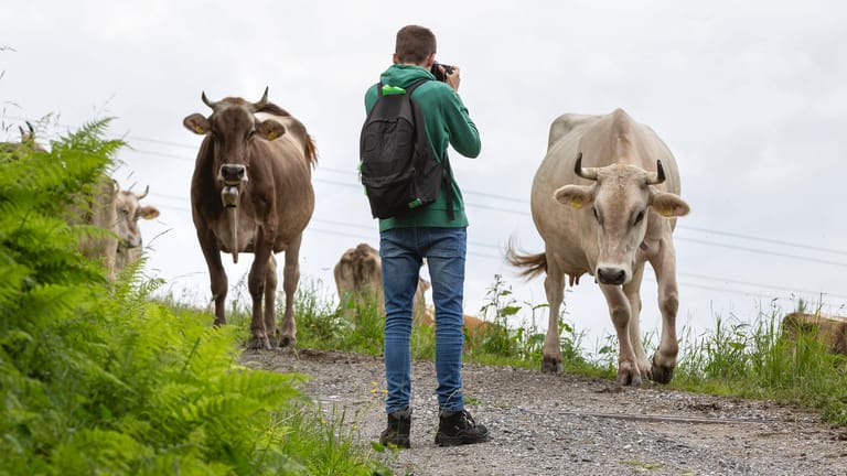Ein Tourist fotografiert Kühe auf einer Alm (Archivbild): Immer wieder kommt es zu Kuh-Attacken auf Wanderer.