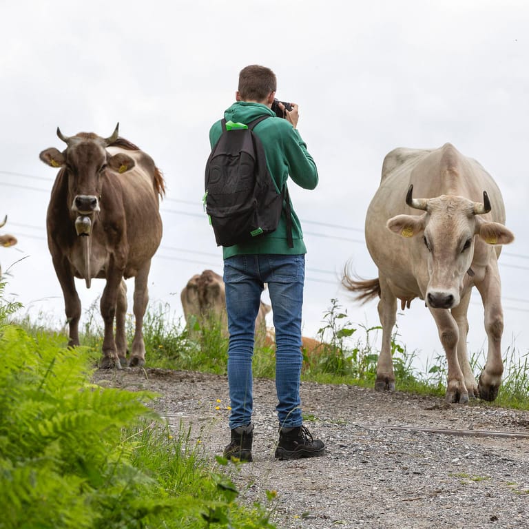 Ein Tourist fotografiert Kühe auf einer Alm (Archivbild): Immer wieder kommt es zu Kuh-Attacken auf Wanderer.