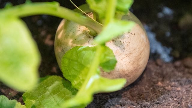 Mairübchen liegen geschmacklich zwischen Kohlrabi und Radieschen.