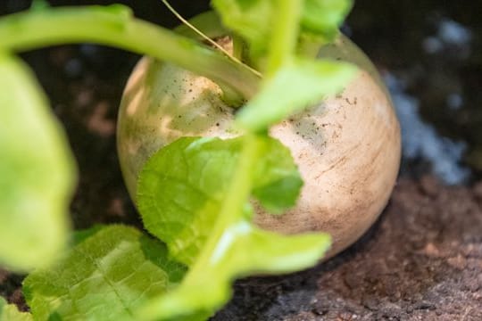 Mairübchen liegen geschmacklich zwischen Kohlrabi und Radieschen.