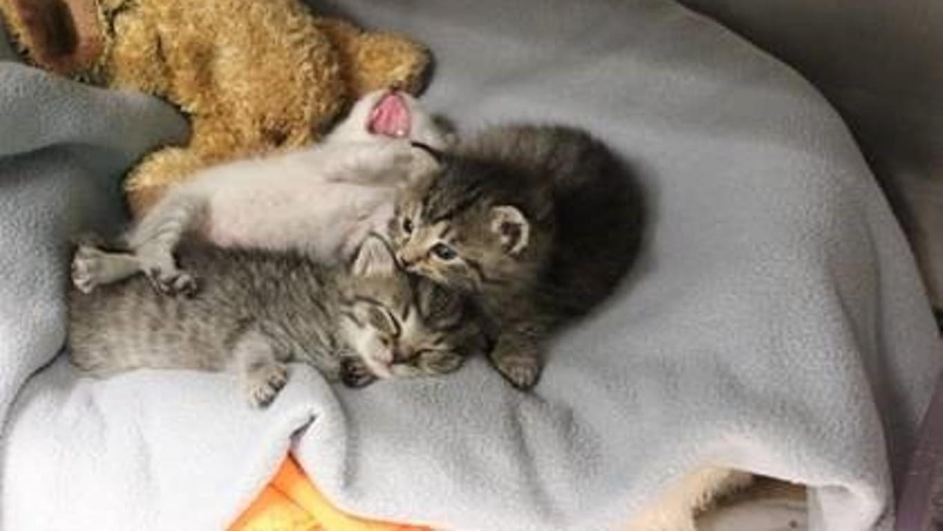Die drei Kätzchen liegen auf einer Decke.