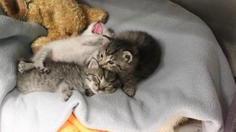 Die drei Kätzchen liegen auf einer Decke.