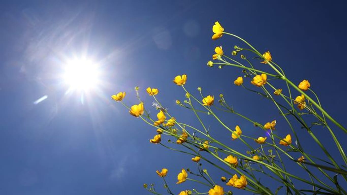 Blumenwiese im Sonnenschein