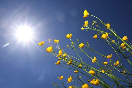 Blumenwiese im Sonnenschein