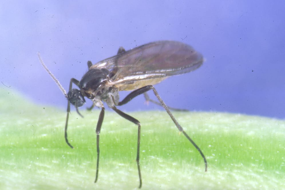 Schädling: Die Larven der Trauermücke können Ihren Pflanzen schaden.