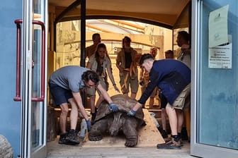 Riesenschildkröte aus Heidelberger Zoo