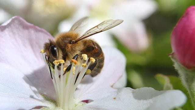 Eine mit Pollen behangene Biene sammelt in einem Apfelbaum den Nektar.