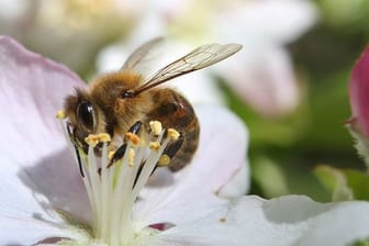 Eine mit Pollen behangene Biene sammelt in einem Apfelbaum den Nektar.