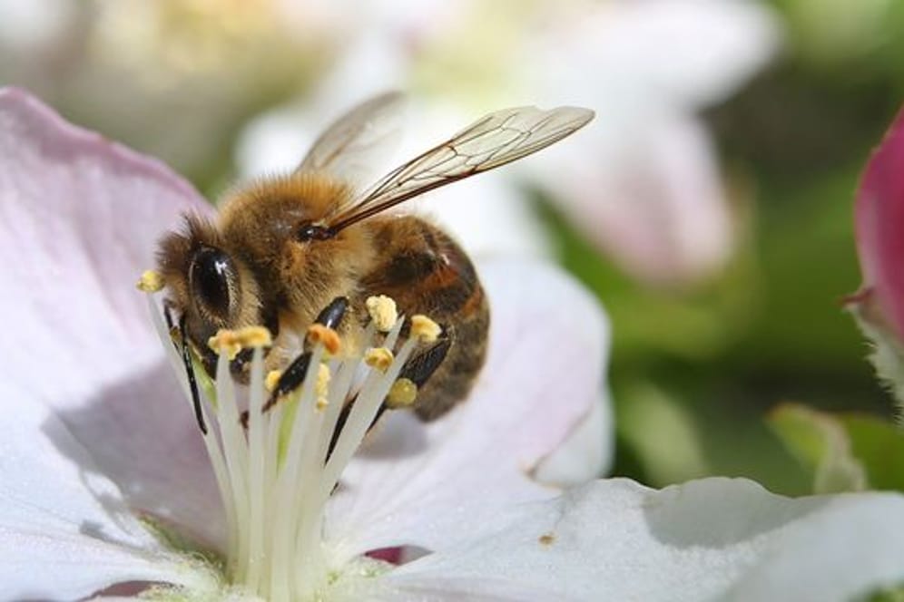 Eine mit Pollen behangene Biene sammelt in einem Apfelbaum den Nektar.
