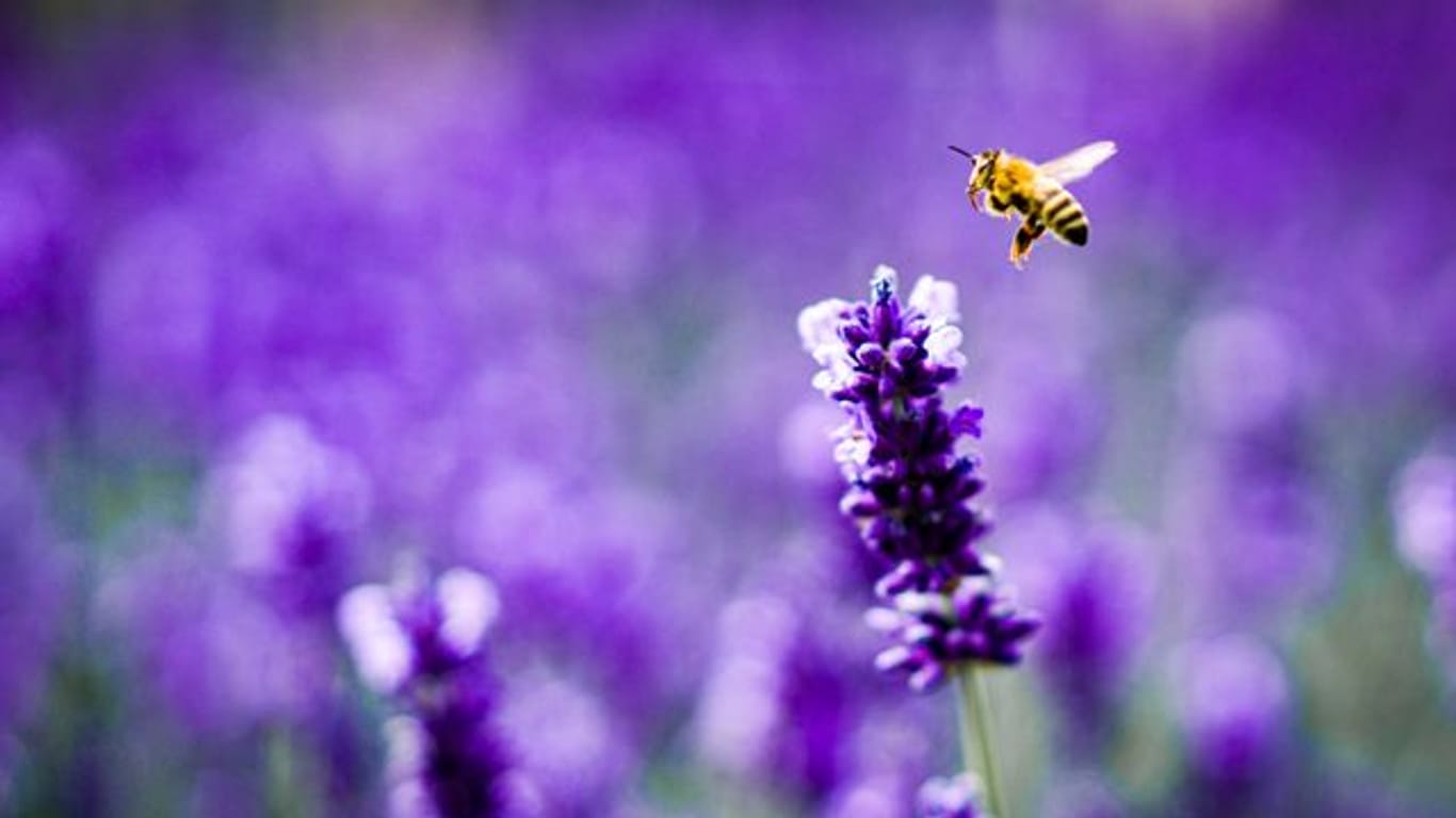 Lavendel zieht Bienen an, also ab auf den Balkon damit? Ist die Pflanze mit Pestiziden belastet, schaden Bienenfreunde den flauschigen Summern vielleicht unbeabsichtigt.