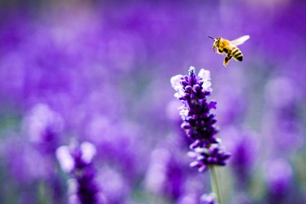 Lavendel zieht Bienen an, also ab auf den Balkon damit? Ist die Pflanze mit Pestiziden belastet, schaden Bienenfreunde den flauschigen Summern vielleicht unbeabsichtigt.