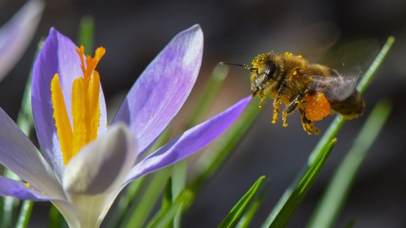 Wertvoll für die ersten Schwärmer: Krokusse geben den Bienen zum Frühlingsbeginn dringend benötigte Nahrung.