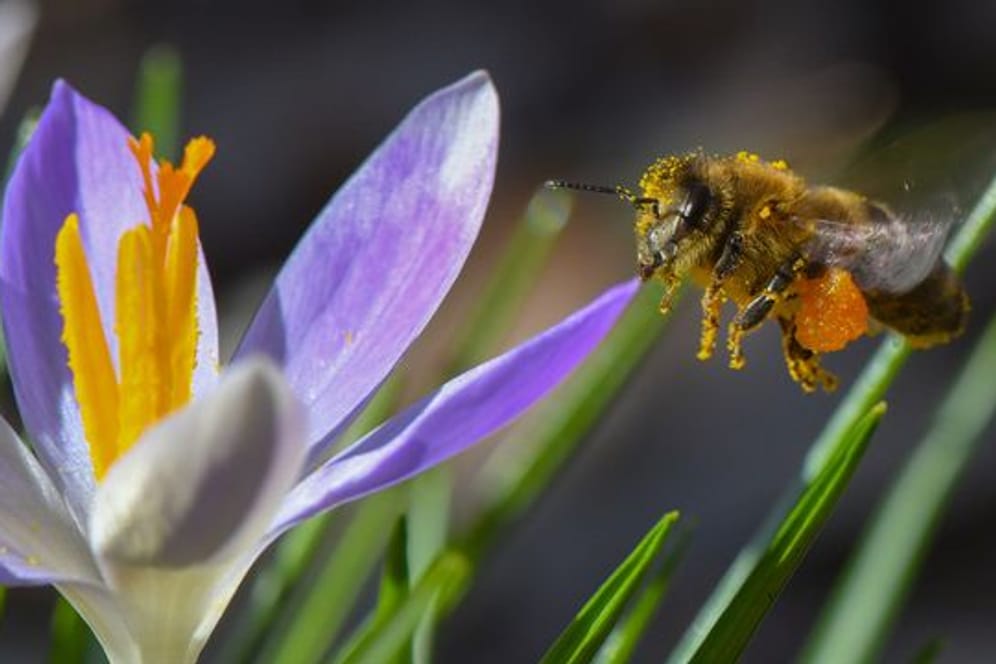 Wertvoll für die ersten Schwärmer: Krokusse geben den Bienen zum Frühlingsbeginn dringend benötigte Nahrung.