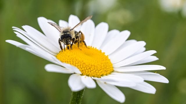 Weltbienentag