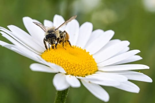 Weltbienentag