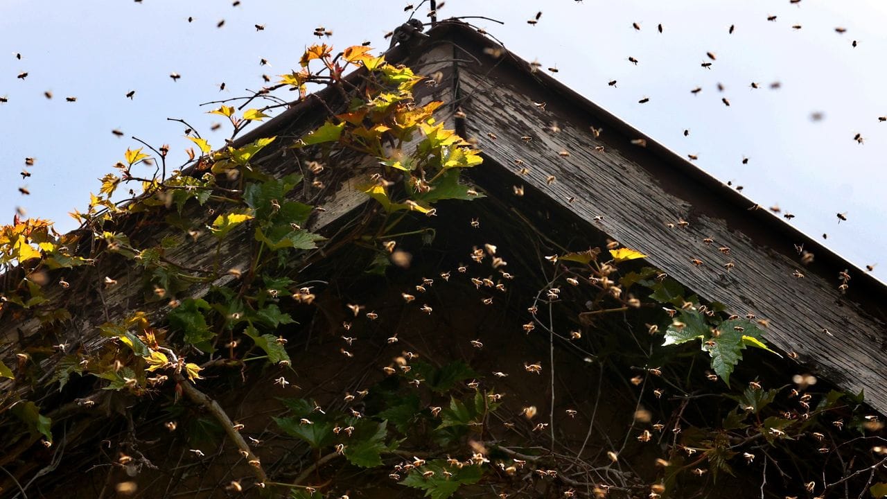 Die Monate Mai und Juni sind die sogenannte "Schwarmzeit" für Bienen.