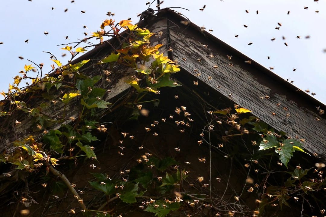 Die Monate Mai und Juni sind die sogenannte "Schwarmzeit" für Bienen.