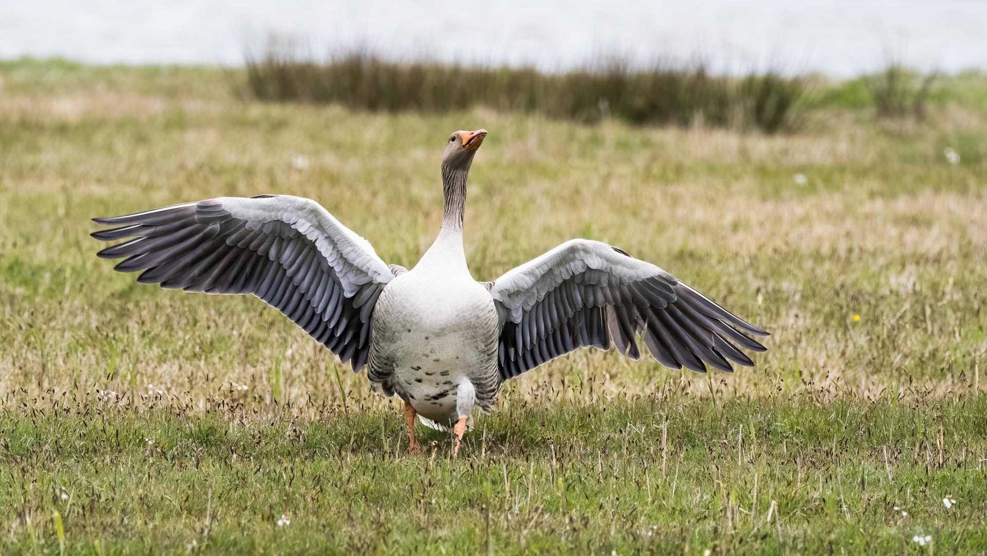 Eine Graugans mit ausgebreiteten Flügeln (Archivbild): Große Wildgansgruppen können einige Menschen beim Entspannen stören.