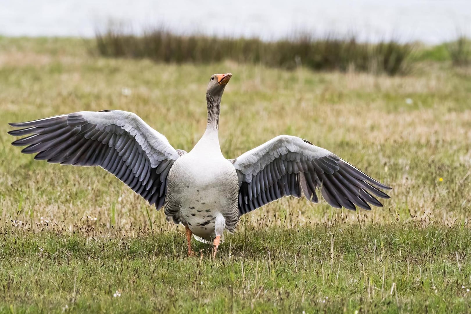 Eine Graugans mit ausgebreiteten Flügeln (Archivbild): Große Wildgansgruppen können einige Menschen beim Entspannen stören.