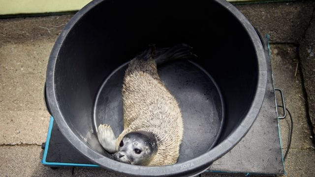 Erster Heuler der Saison 2022 in Friedrichskoog