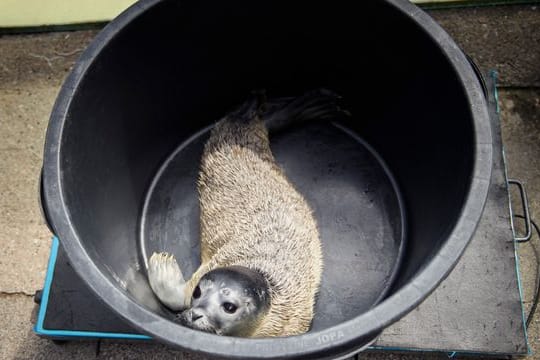 Erster Heuler der Saison 2022 in Friedrichskoog