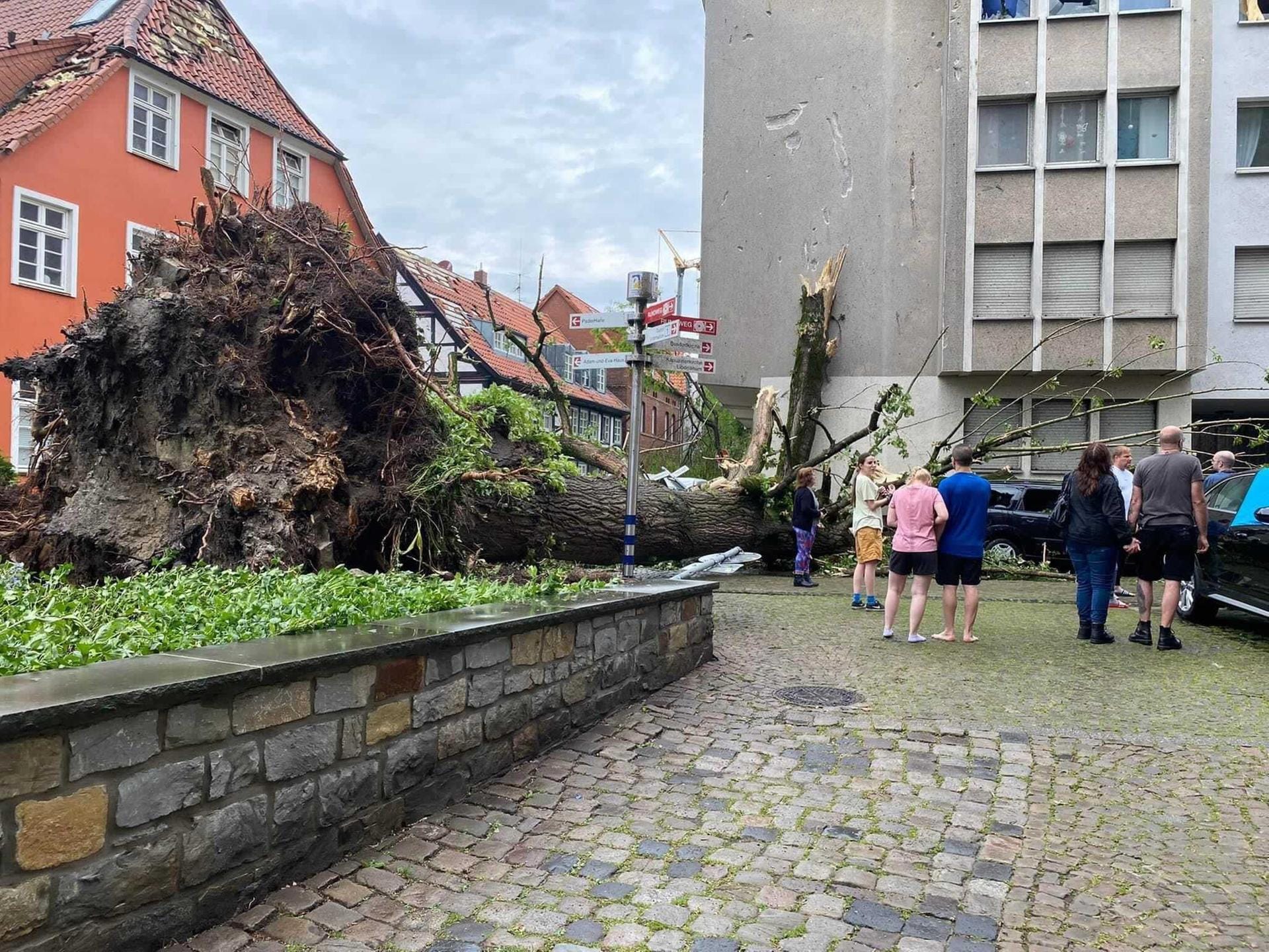 Umgestürzte Bäume in Paderborn.