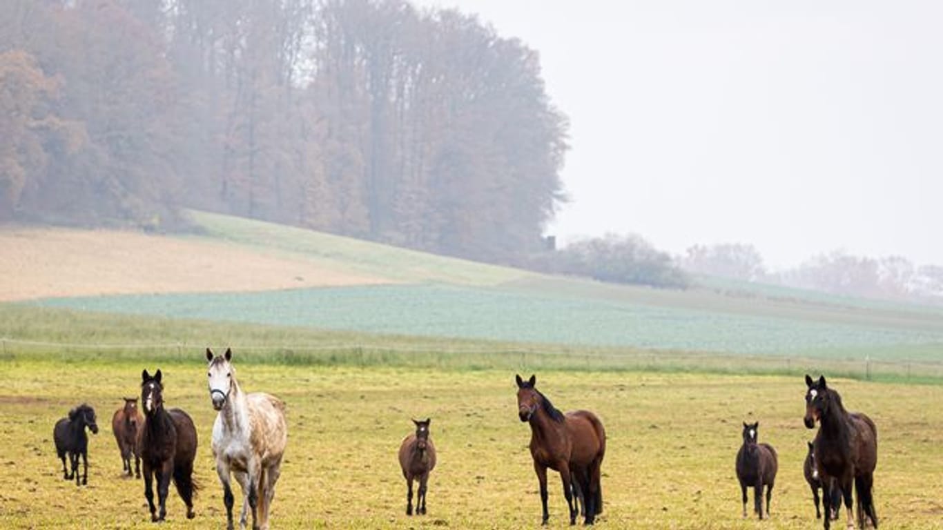 Pferde in Niedersachsen