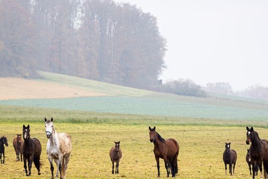 Pferde in Niedersachsen