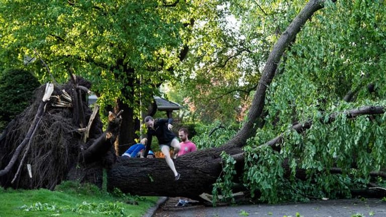 Ein Anwohner klettert über einen Baum, der durch einen schweren Sturm umgestürzt und entwurzelt worden ist.