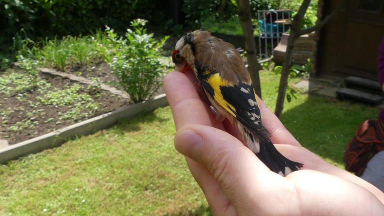 Ein Zöllner hält einen Vogel in der Hand: Manche Tiere konnten ausgewildert werden.
