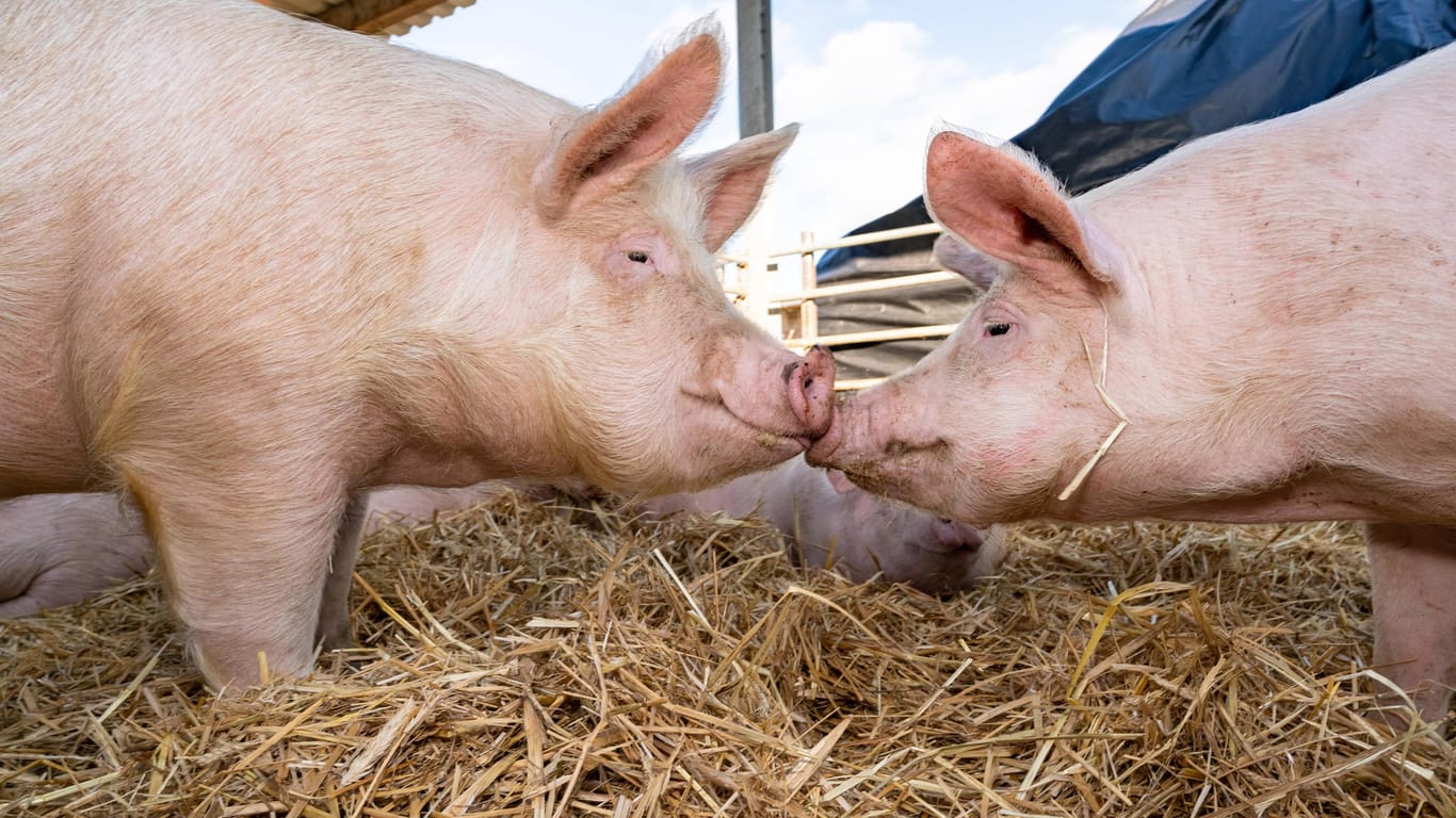 Zwei junge Schweine beschnuppern sich in einem Laufstall (Symbolbild): Tierwohl kostet.