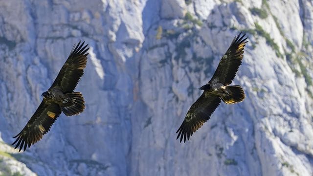 Ausgewilderte Bartgeier im Nationalpark Berchtesgaden