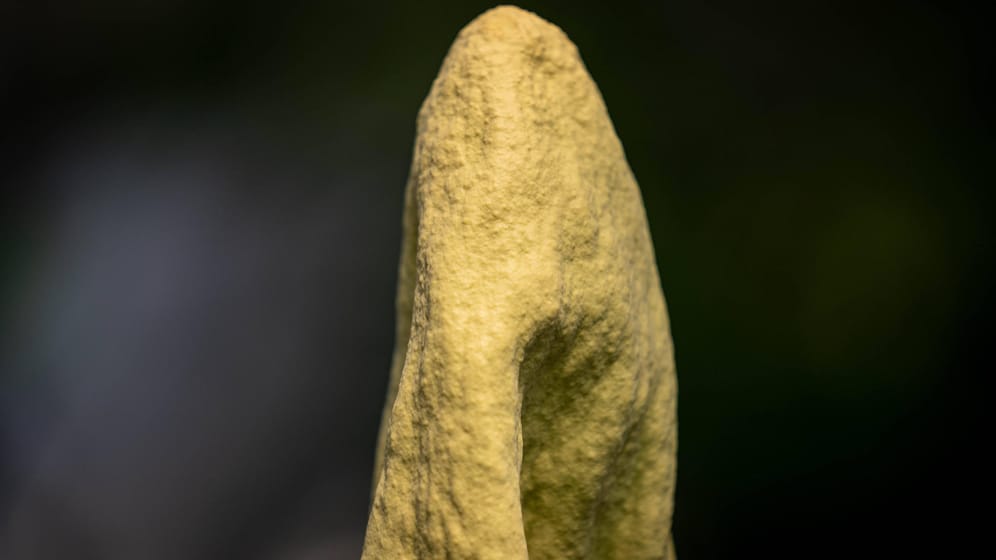 Amorphophallus Titanum: Die Riesenpenispflanze hat einen ähnlichen Blütenkolben wie die Amorphophallus decus-silvae.