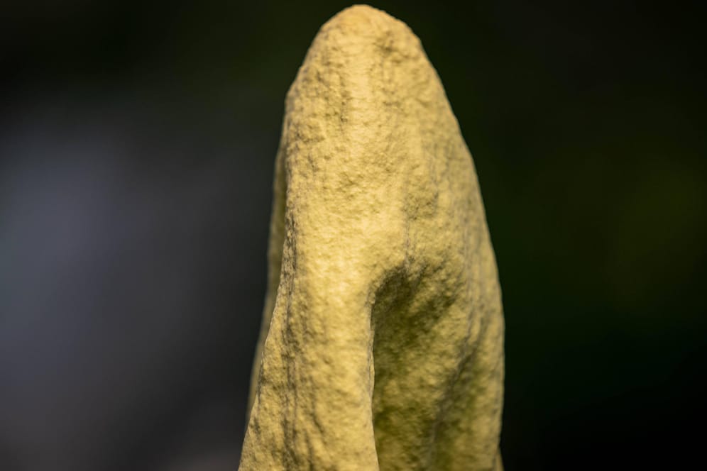 Amorphophallus Titanum: Die Riesenpenispflanze hat einen ähnlichen Blütenkolben wie die Amorphophallus decus-silvae.