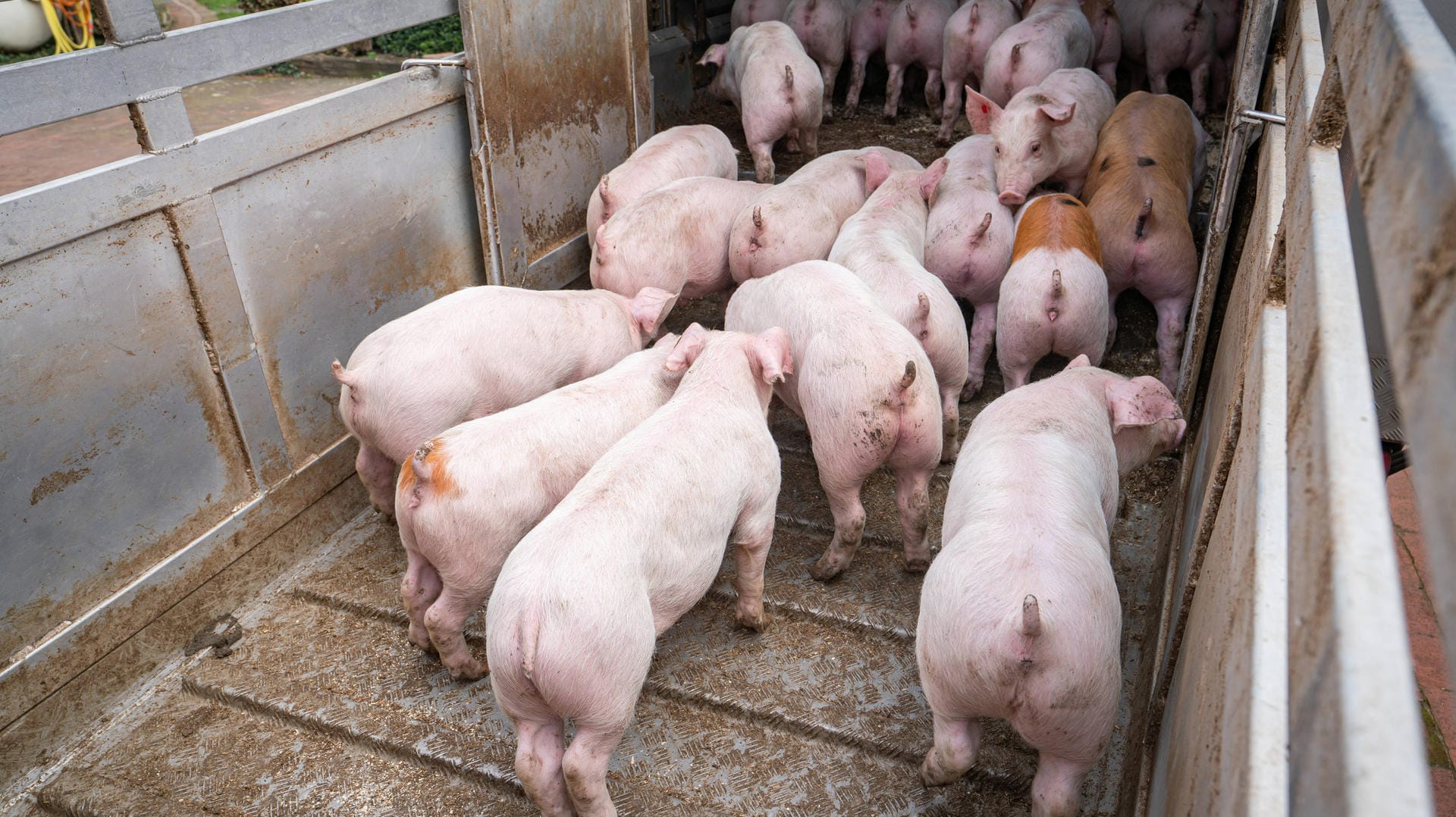 Ferkeltransport (Symbolbild): Bei einem Gasstopp droht ein Schweinestau.