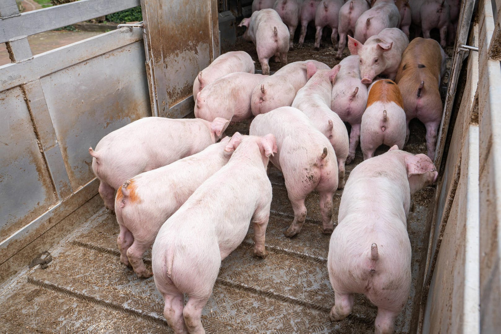 Ferkeltransport (Symbolbild): Bei einem Gasstopp droht ein Schweinestau.