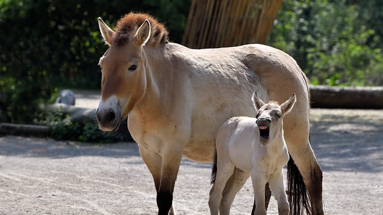 Fideler Nachwuchs im Kölner Zoo: Przewalskipferd Viola rettet ihre Art.