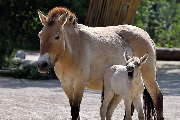 Fideler Nachwuchs im Kölner Zoo: Przewalskipferd Viola rettet ihre Art.