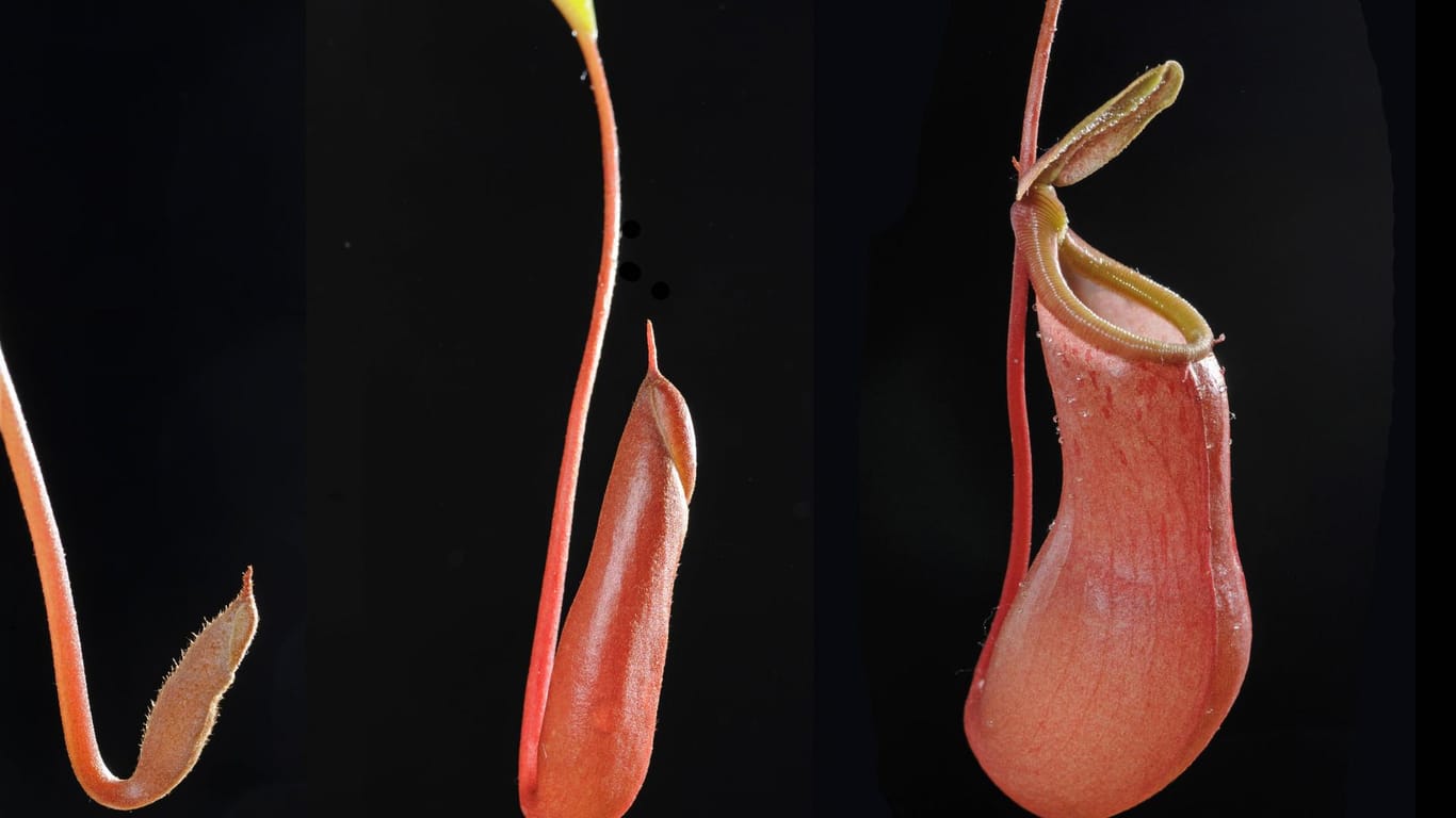 Kannenpflanze: Die Nepenthes alata ist mit der Nepenthes holdenii verwandt und ähnelt von der Form her auch einem Penis.