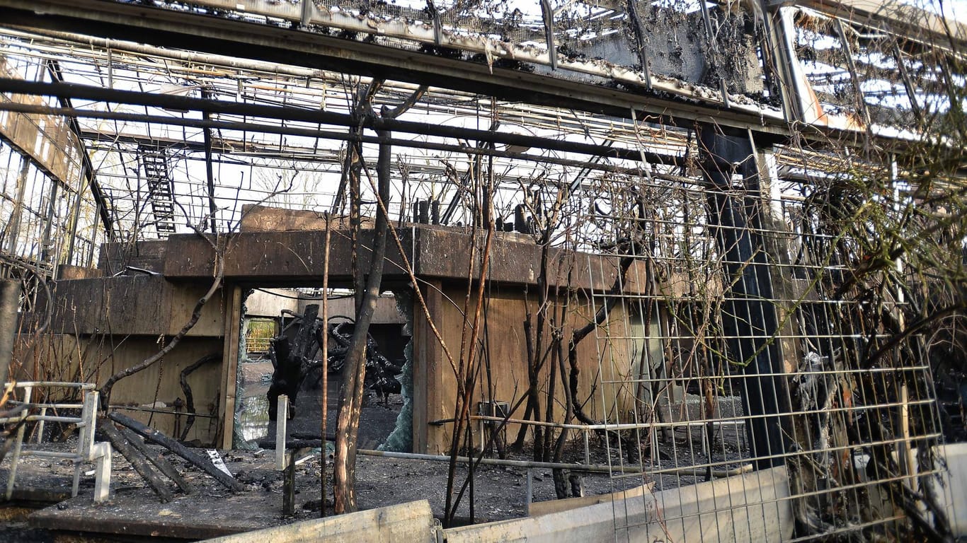 Das abgebrannte Affenhaus im Krefelder Zoo (Archivbild): Ein neues Außengehege ist nach über zwei Jahren in Planung.