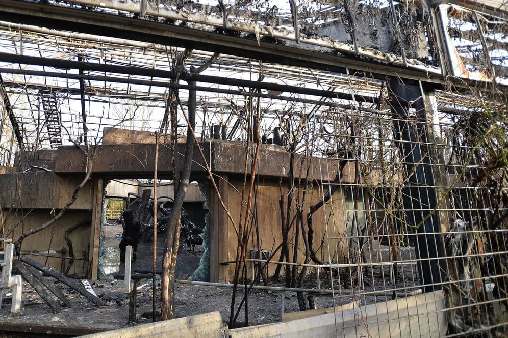 Das abgebrannte Affenhaus im Krefelder Zoo (Archivbild): Ein neues Außengehege ist nach über zwei Jahren in Planung.