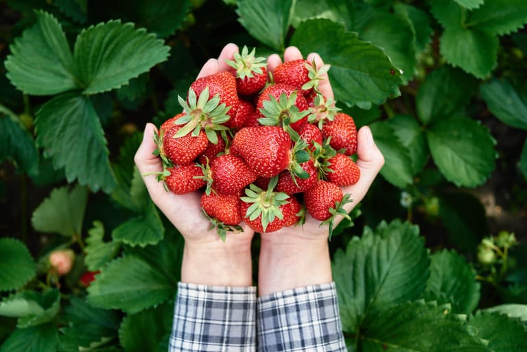 Von Mitte Mai bis Ende Juli ist im Garten Erdbeerzeit. Wenn die Früchte gleichmäßig rot sind und aromatisch duften, können sie geerntet werden.