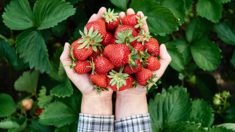 Von Mitte Mai bis Ende Juli ist im Garten Erdbeerzeit. Wenn die Früchte gleichmäßig rot sind und aromatisch duften, können sie geerntet werden.