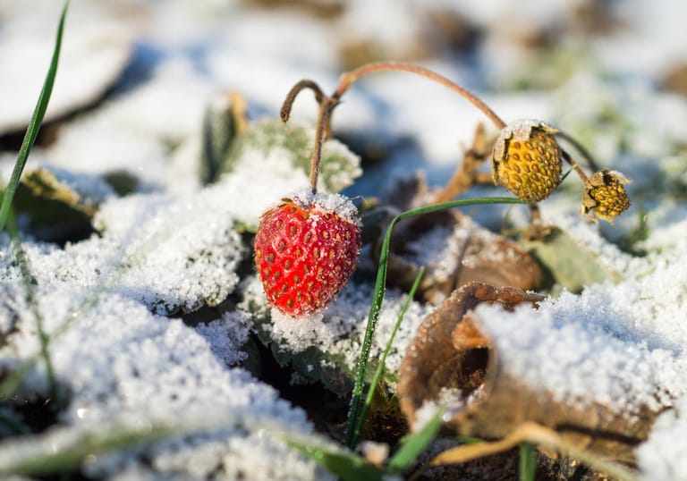 Vor dem ersten Frost sollten Sie die Erdbeeren auf den Winter vorbereiten. Schneiden Sie alle Blätter der Pflanzen ab, am besten mit einer Gartenschere und schützen Sie die Wurzeln, indem Sie Stroh oder Reisig zwischen die Reihen streuen.
