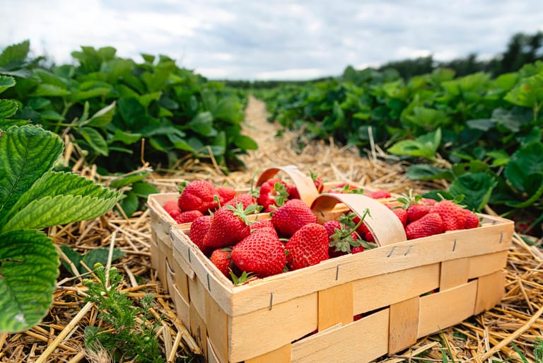 Wer keinen eigenen Garten hat, kann im Sommer trotzdem Erdbeeren pflücken. Einige Bauernhöfe in Deutschland bieten im Sommer die Möglichkeit an, mit einem eigenen Korb durch die Erdbeerfelder zu laufen.
