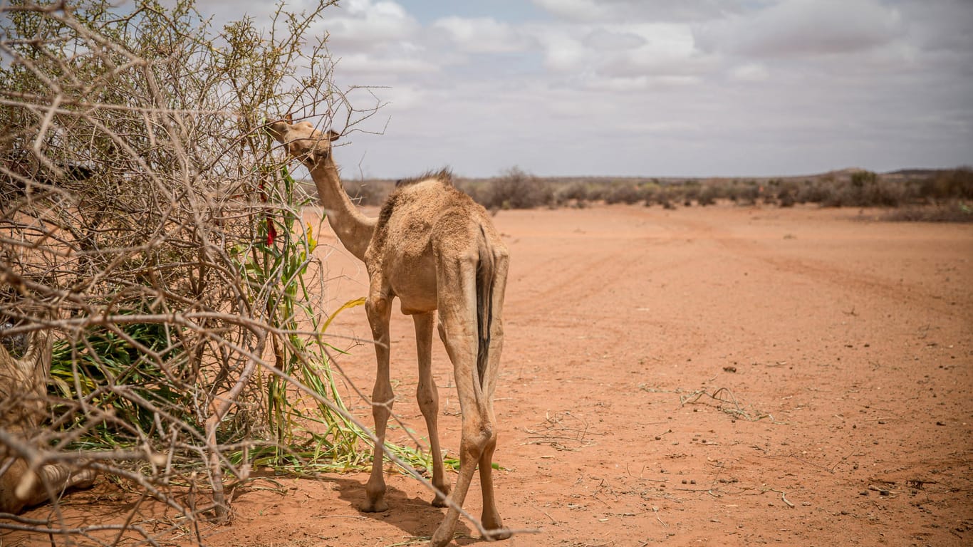 Trockenheit in Afrika: Von einer Herde von 20 Kamelen war das das letzte, das der Dürre in Somalia nicht zum Opfer gefallen ist.