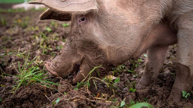 Ein Schwein in Auslaufhaltung unter freiem Himmel.