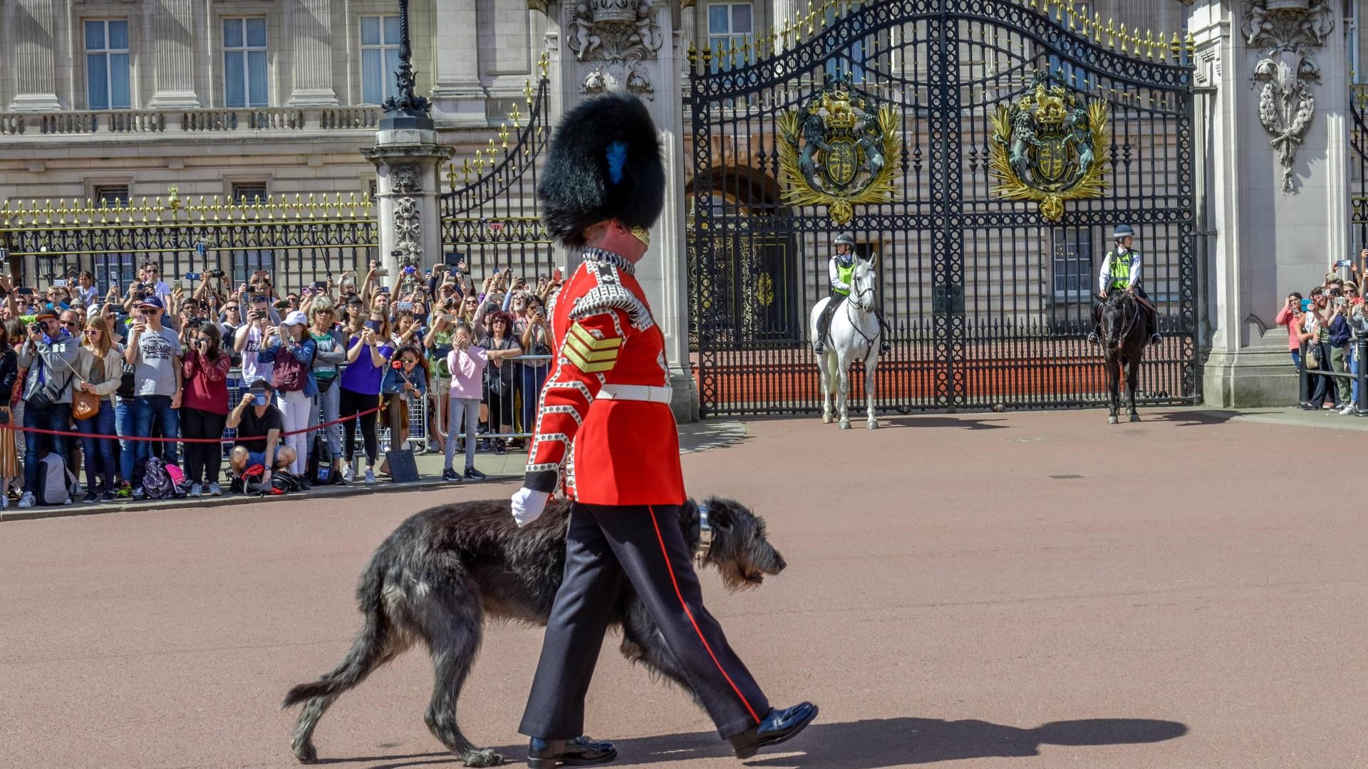 Als einziges Bataillon haben die Irish Guards ein Maskottchen – einen irischen Wolfshund.