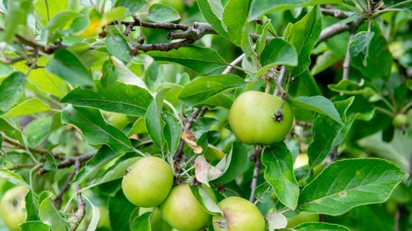 Damit Äpfel gut ausreifen können, sollten nicht zu viele Früchte am Baum sein.